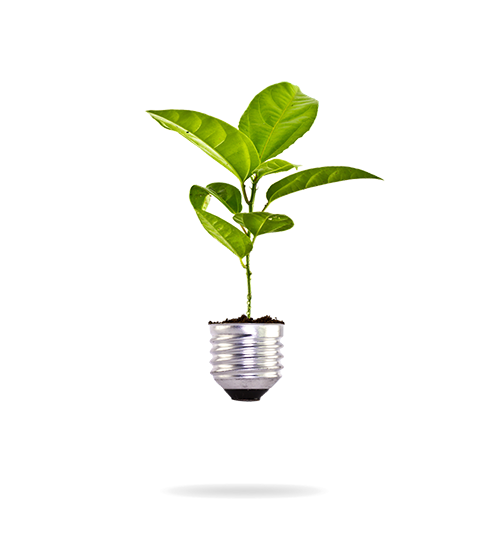 culture plante dans une ampoule