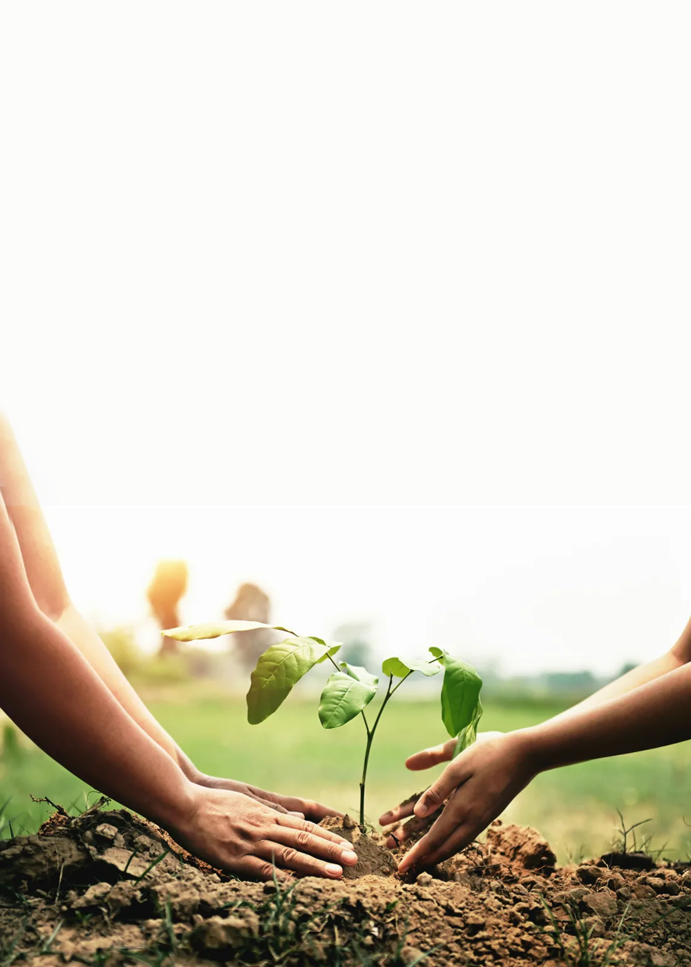 Des mains tenant de la terre avec une pousse qui en jaillit