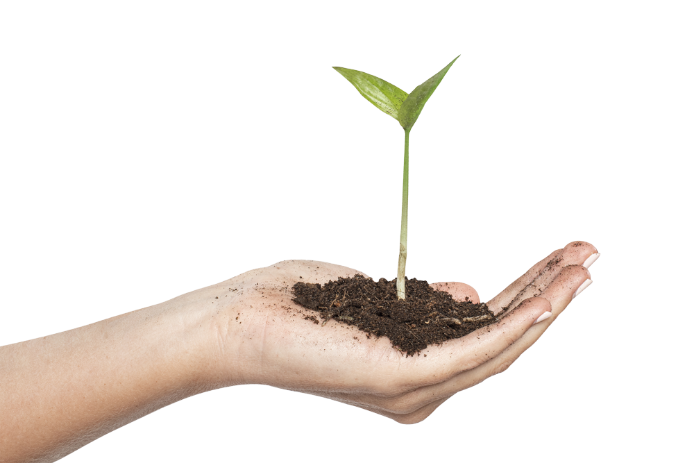 une main tenant une plante